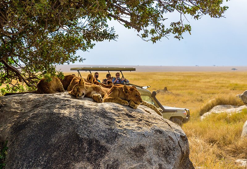African Safari Excellence